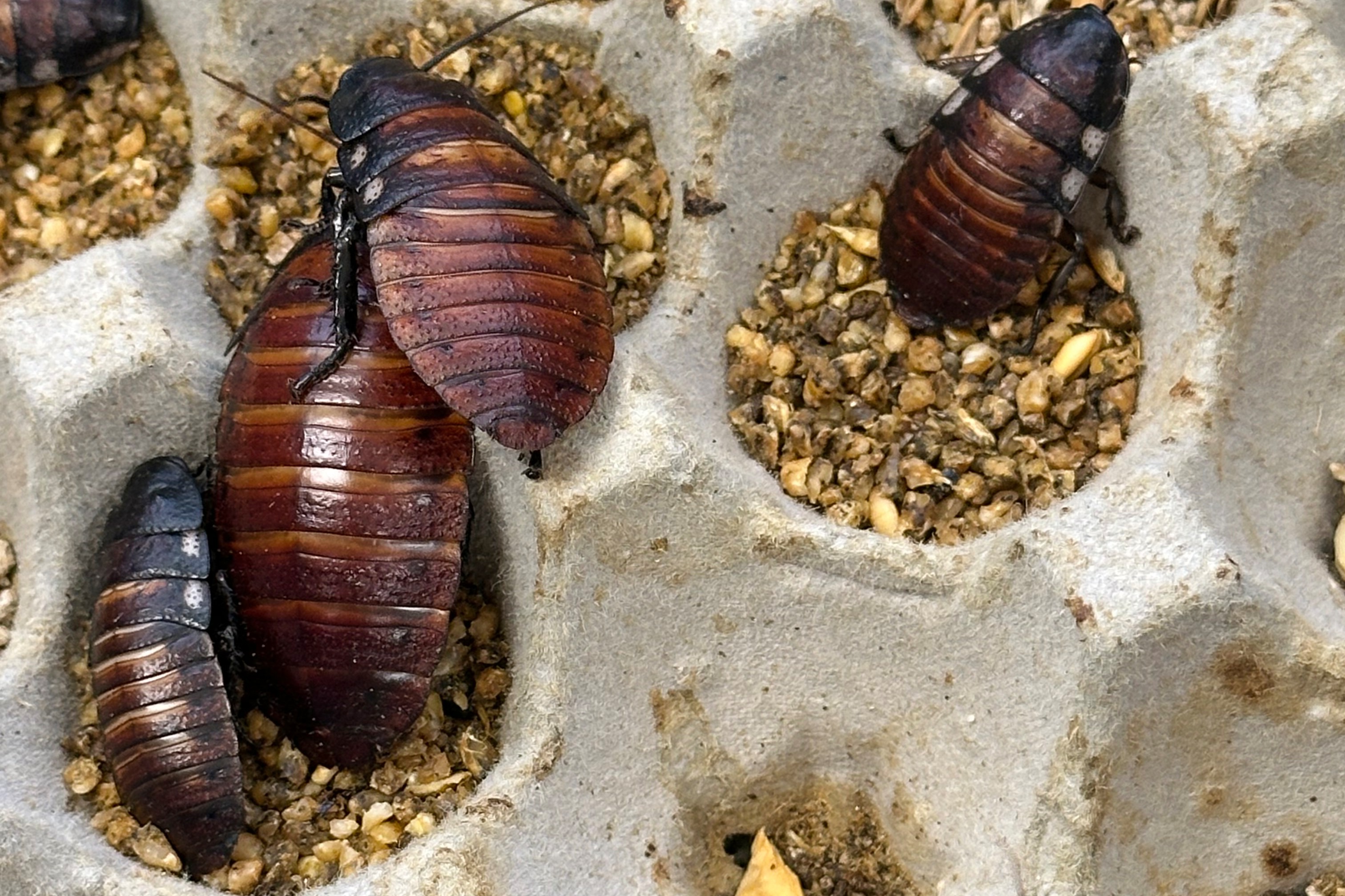 Australia seizes 100,000 illegal cockroaches in record bug bust
