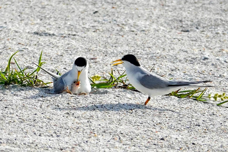 Shorebird colony numbers decline amid predator concerns