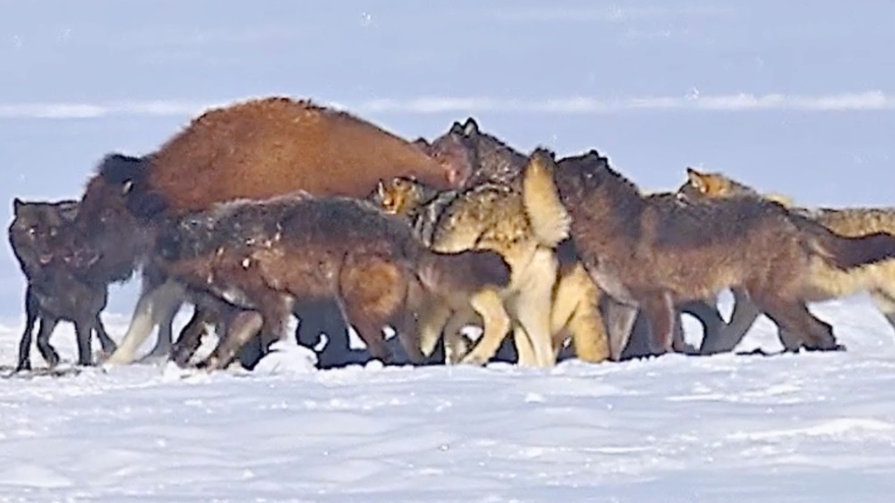 I watched wolves take down a bison 🐺