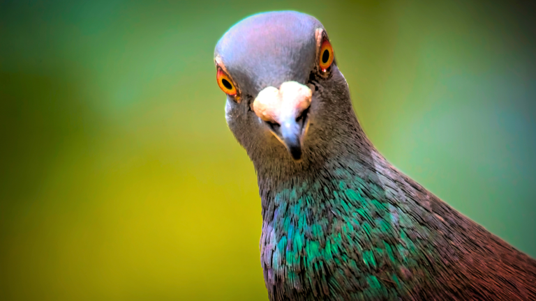 Scientists may have finally figured out how pigeons are so good at ...