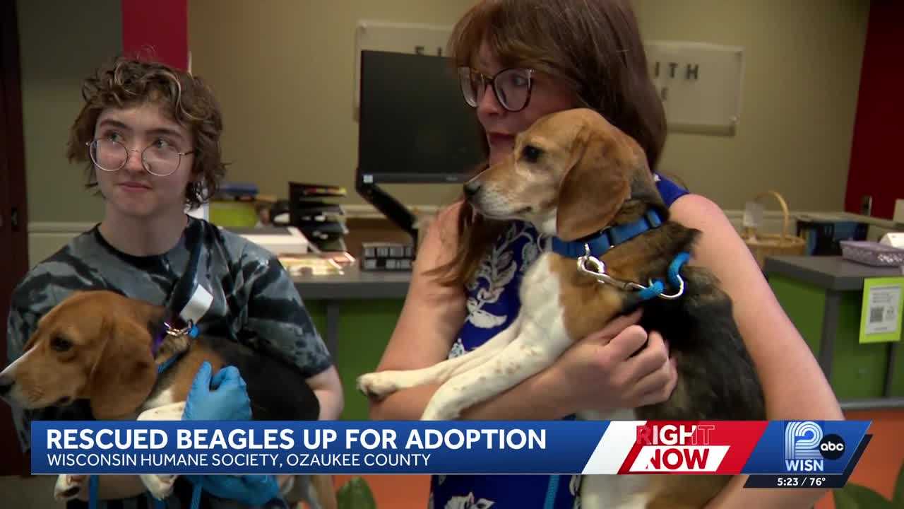 Wisconsin Humane Society has rescued Ridglan Farms beagles up for adoption