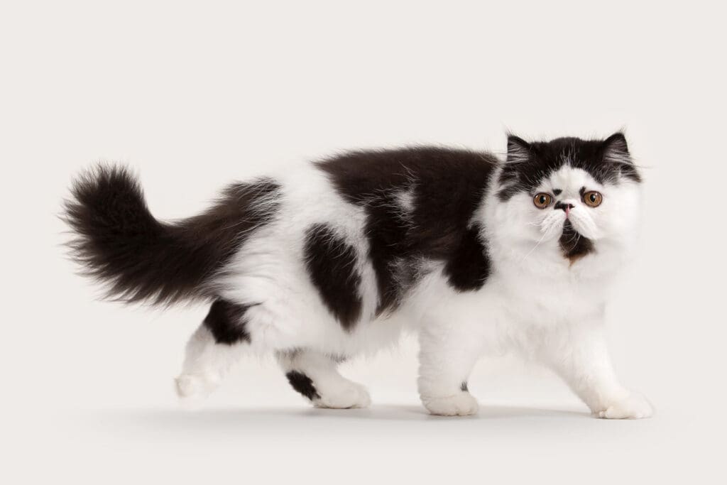 How to give your cat a bath (and keep your skin intact)