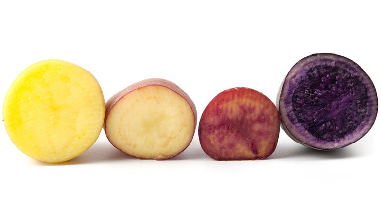 The difference between red and white potatoes is easily explained by ...