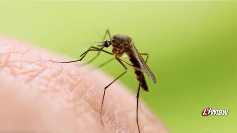 Mosquito season arrives in Topeka as health officials track activity