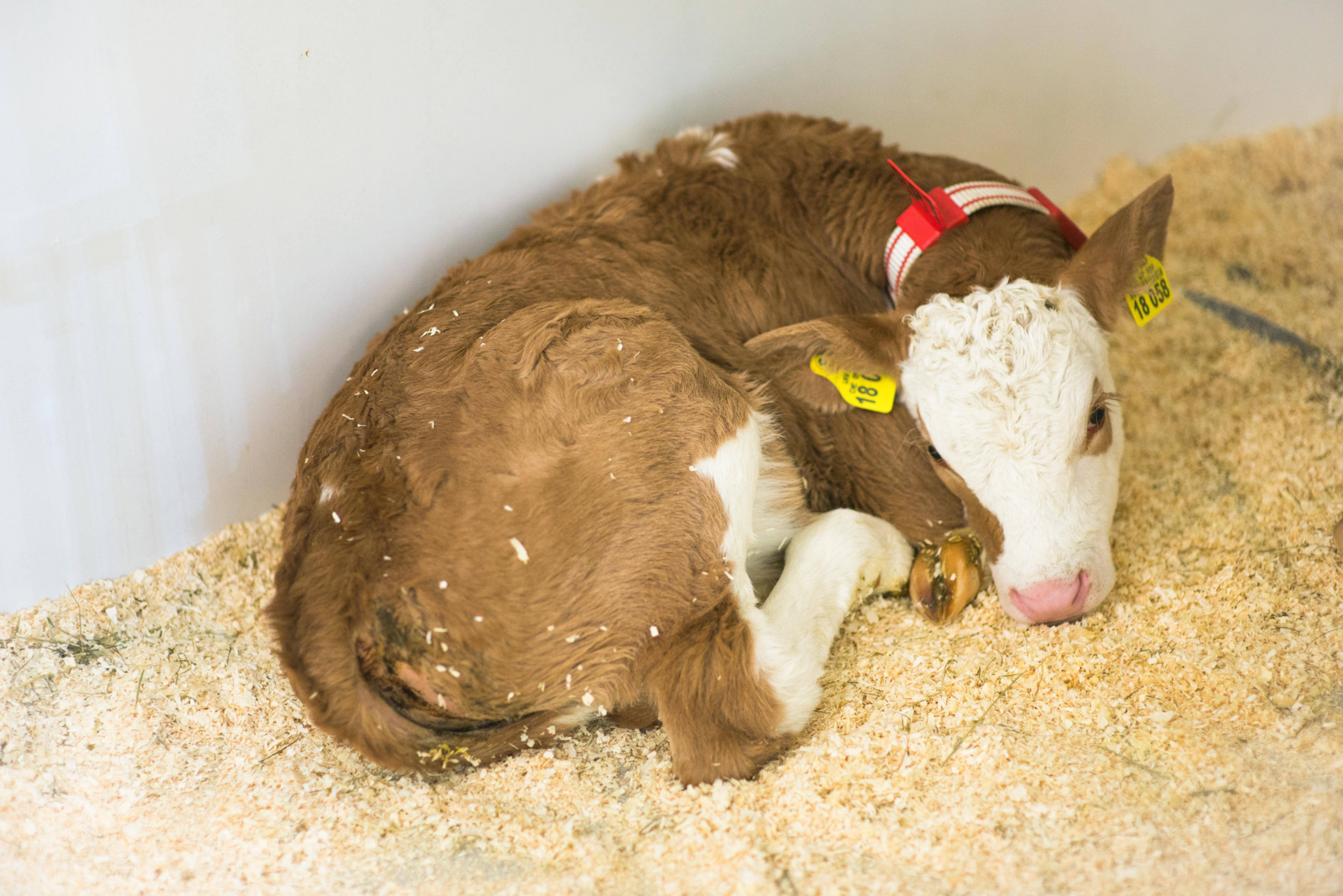 Obwohl er wusste, dass das Kalb krank war, brachte er es zum Schlachter