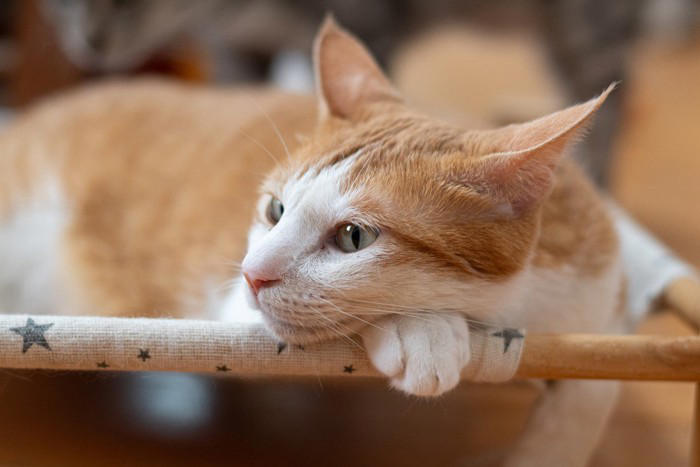 猫が『イカ耳』をするときの心理3つ 気持ちを見分けるコツや接するときの注意点