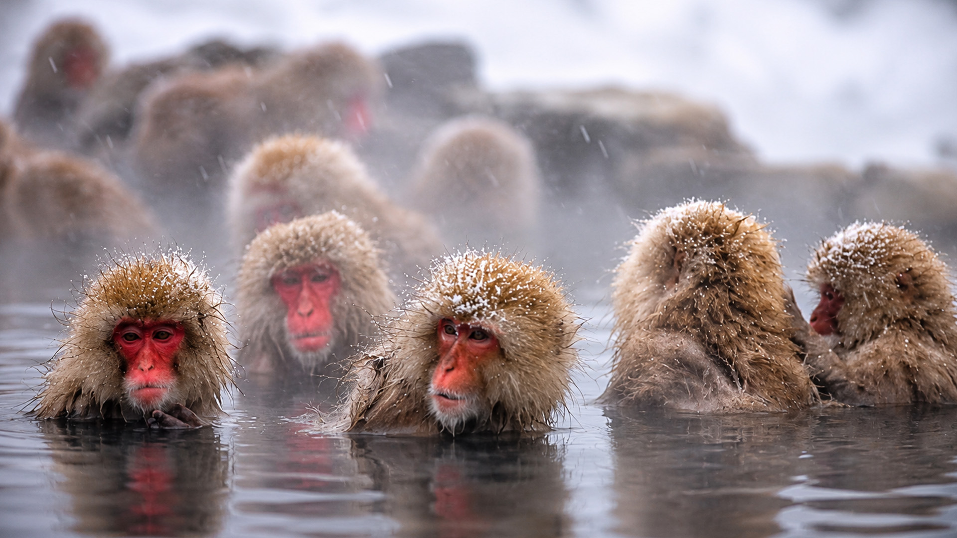 Living in a place most primates avoid