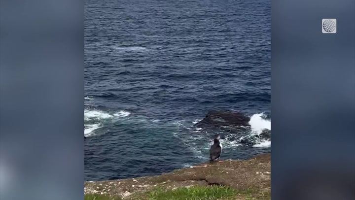 Adorable puffin enjoys the ocean view