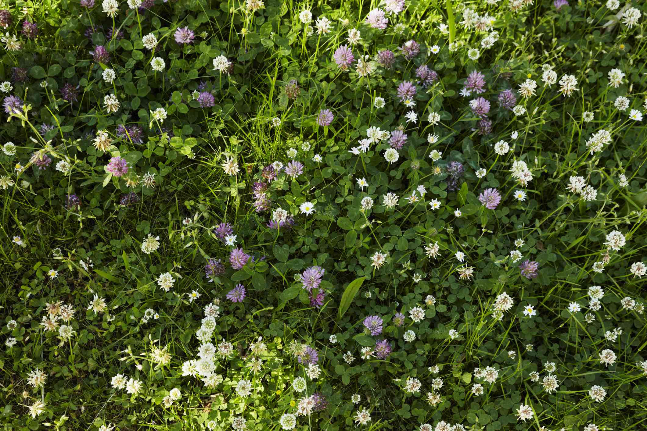 Clover taking over your lawn? Here’s how to remove it without damaging ...