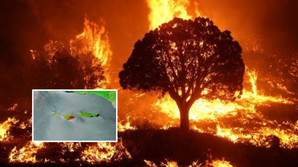 NASA images show fire damage across Santa Rosa Island, raising concerns ...