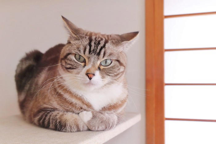 猫が『イカ耳』をするときの心理3つ 気持ちを見分けるコツや接するときの注意点