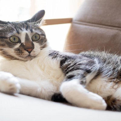猫が『イカ耳』をするときの心理3つ　気持ちを見分けるコツや接するときの注意点