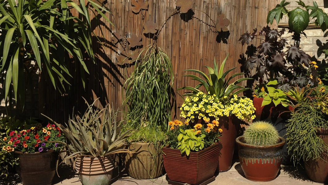 Small space, big garden dreams with containers