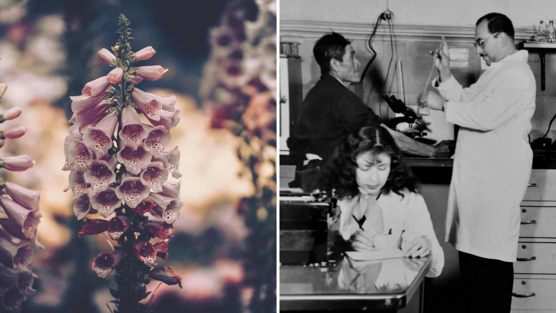 20 everyday plants with surprising historic uses