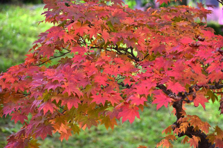 Welsh gardeners urged to do 1 essential task to Japanese maples before ...