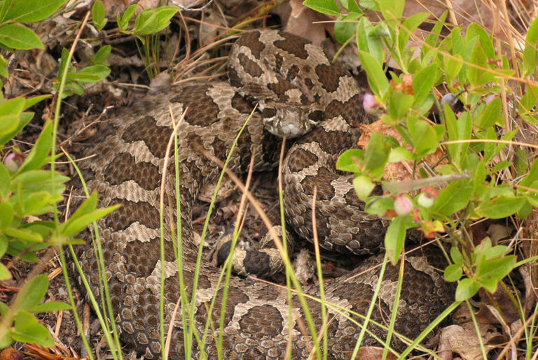 8 rattlesnake hotspots in Ohio you should know about