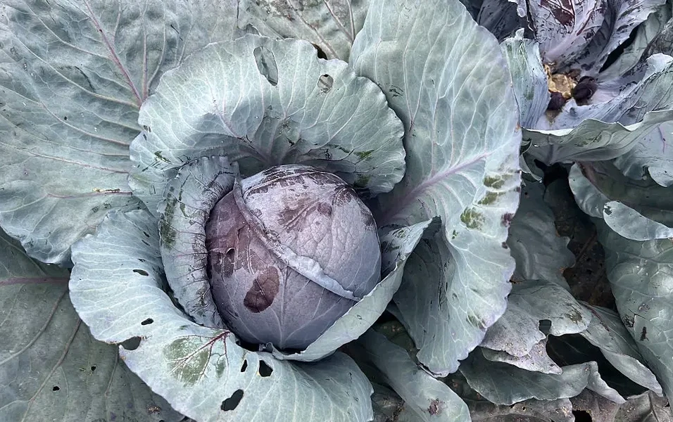 Cabbage dishes worth your attention