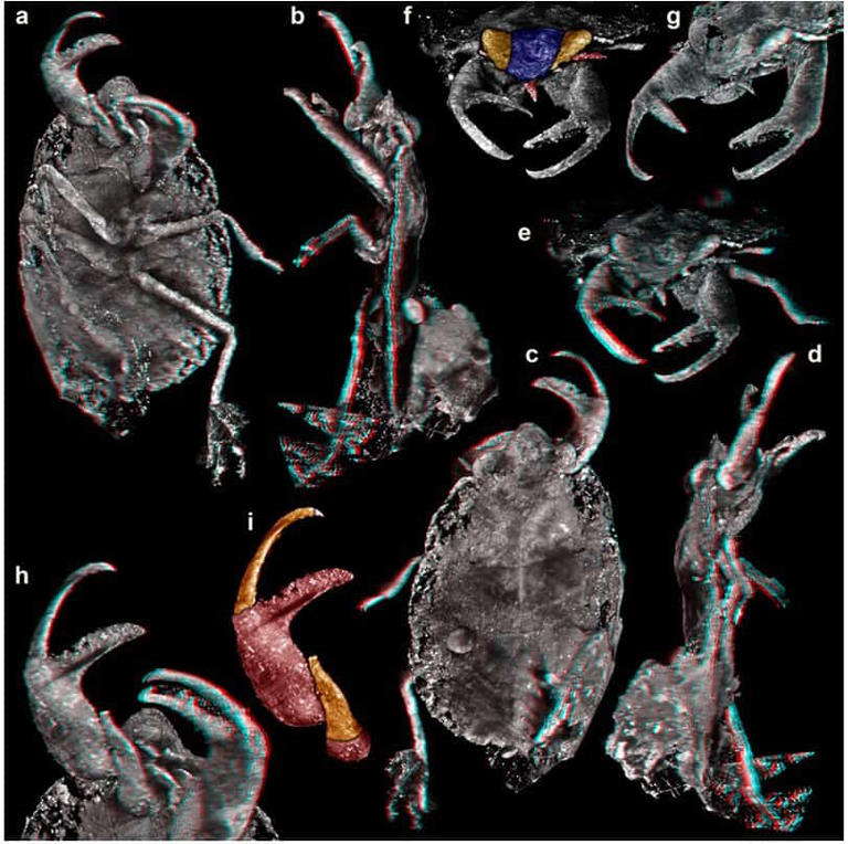 This 100-million-year-old bug had crab-like claws unlike those of any ...