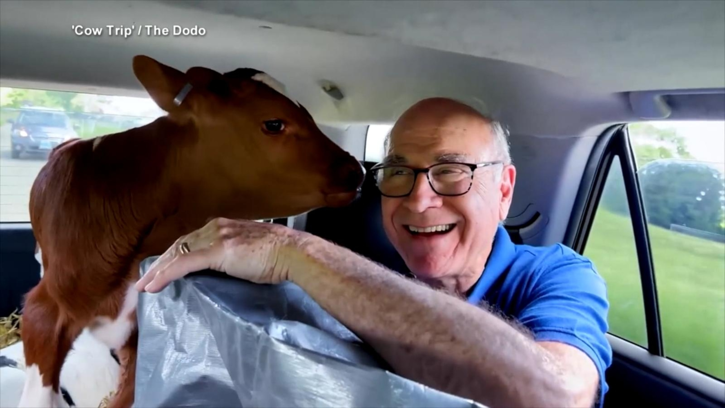 Father, daughter take road trip to save 2 calves