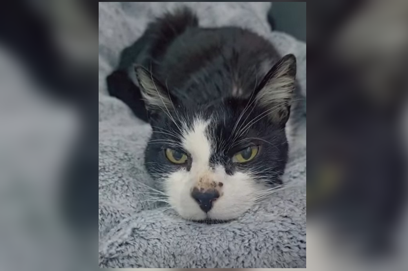 Cat rescued in Glasgow had to be euthanised after being left to suffer