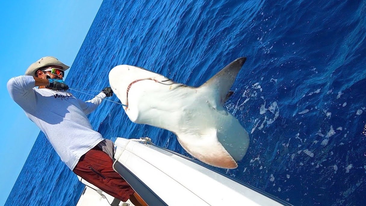 A fishing trip turned dangerous when he placed his hand on a shark and ...