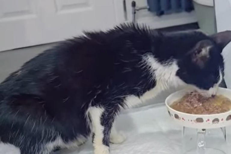 Cat rescued in Glasgow had to be euthanised after being left to suffer