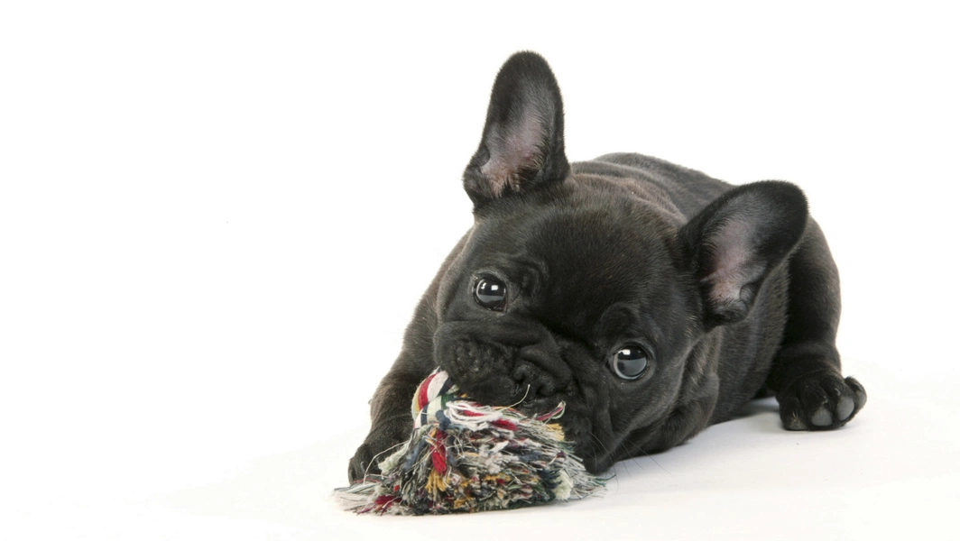 French bulldog life: from cuddles to care