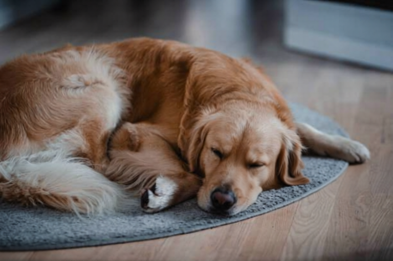 Golden retriever broke his own rule when mom needed cuddles