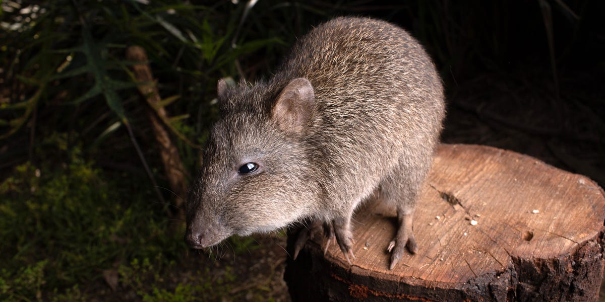 This adorable species is nearing extinction. Scientists think its own ...
