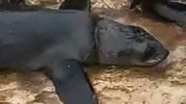 This poor seal suffered in agony because of illegal fishing nets