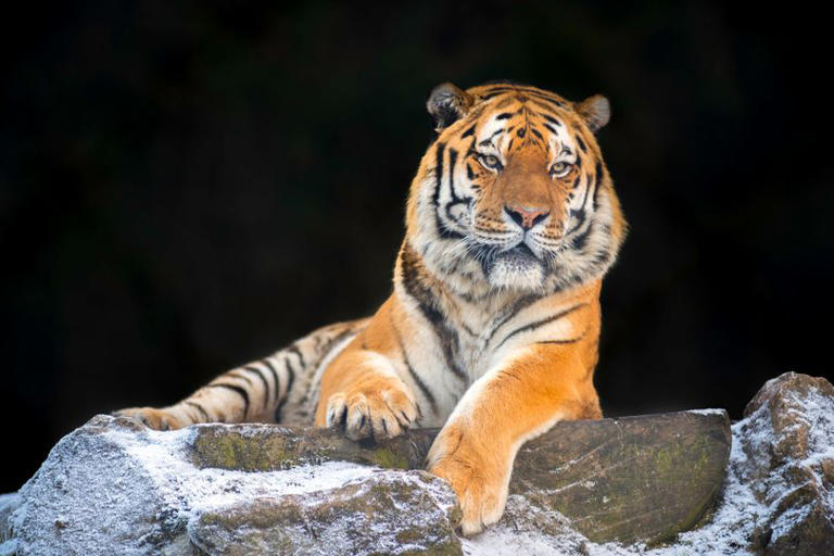 Vladimir Putin sends four lethal tigers to close ally in bizarre charm ...