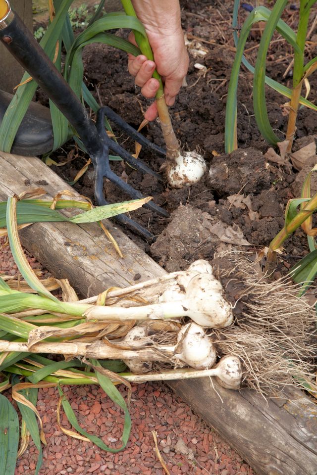harvesting garlic