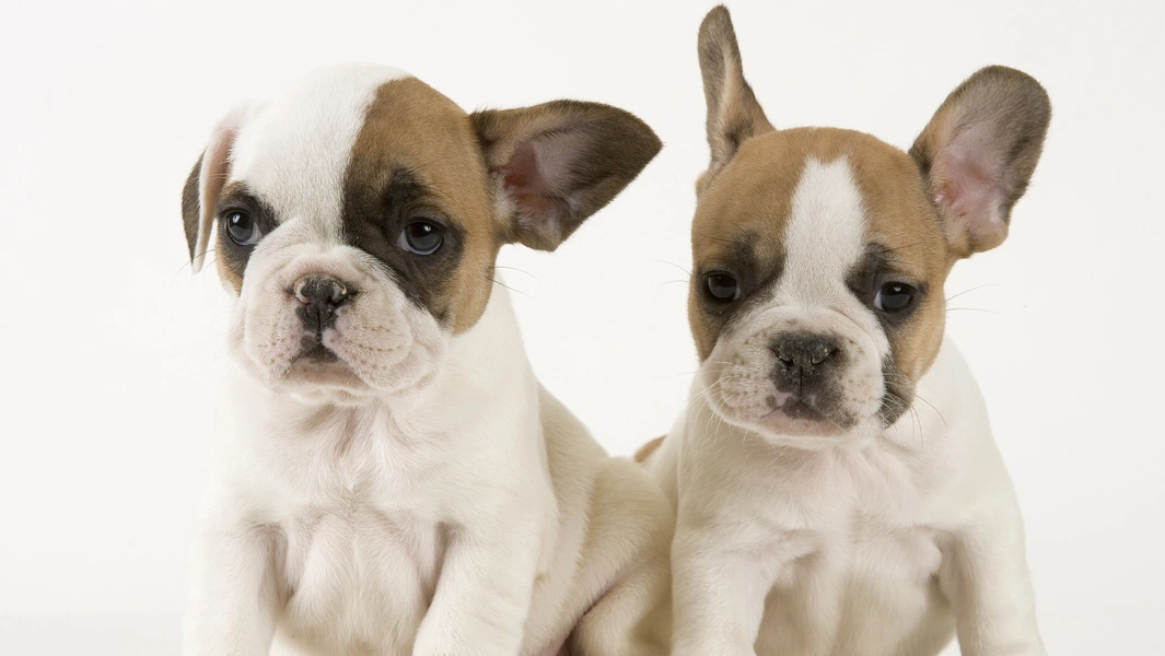 French bulldog life: from cuddles to care