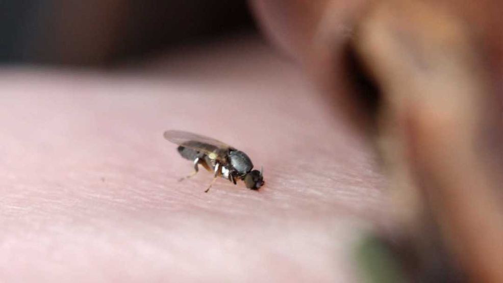 Black flies are back: When they peak and how to avoid the bite