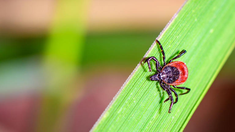 Tick bites surging in Indiana, Midwest as summer starts
