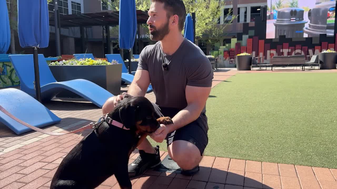 key-steps-to-train-your-dog-effectively