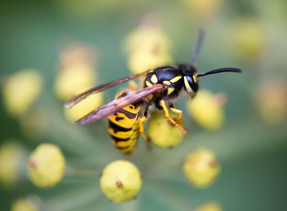 Wasps will stay away from gardens if they see DIY decoy
