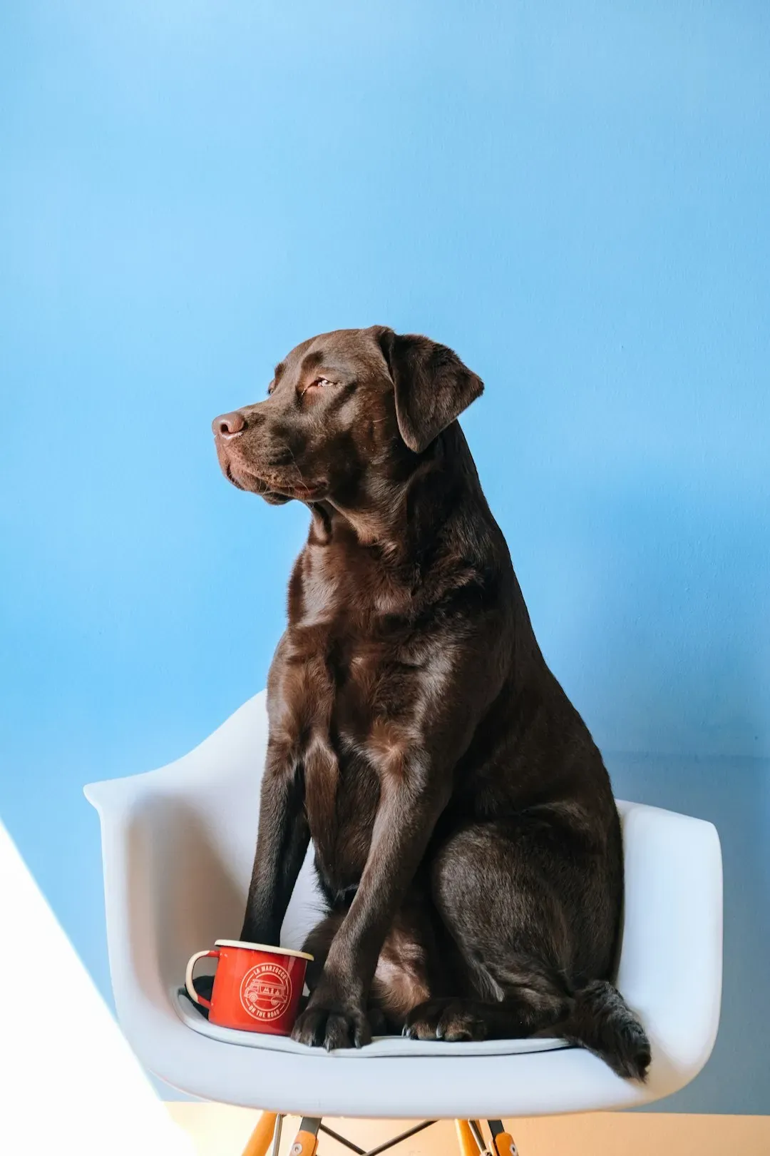 Curated visual reference: Visual Reference: 9 Treats That Are Toxic For Dogs Yet Many Owners