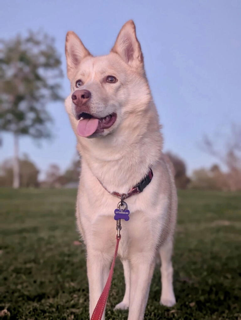 10 rescue dogs available for adoption in California right now