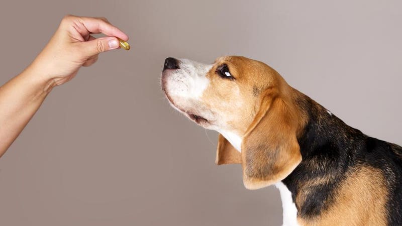 Fish oil for dogs
