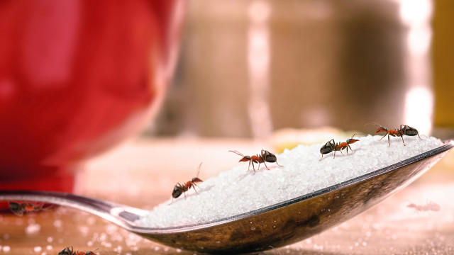 6 coisas que podem atrair baratas, formigas e ratos para a sua casa