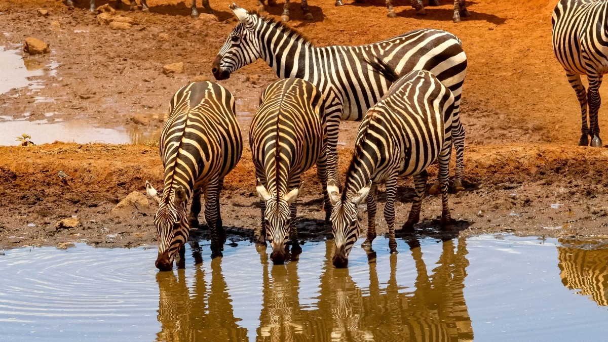 Glamour punta sull’Africa per l’estate 2026: safari in Kenya, mare a ...