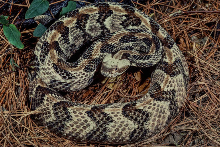 8 rattlesnake hotspots in Ohio you should know about