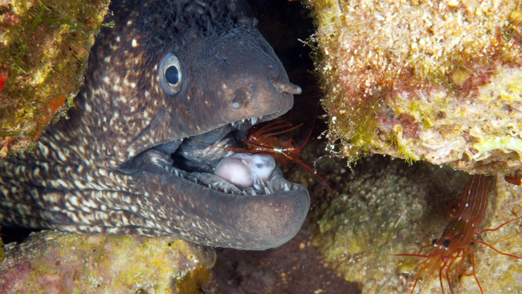 Octopus caught placing rock in fish's mouth during hunt