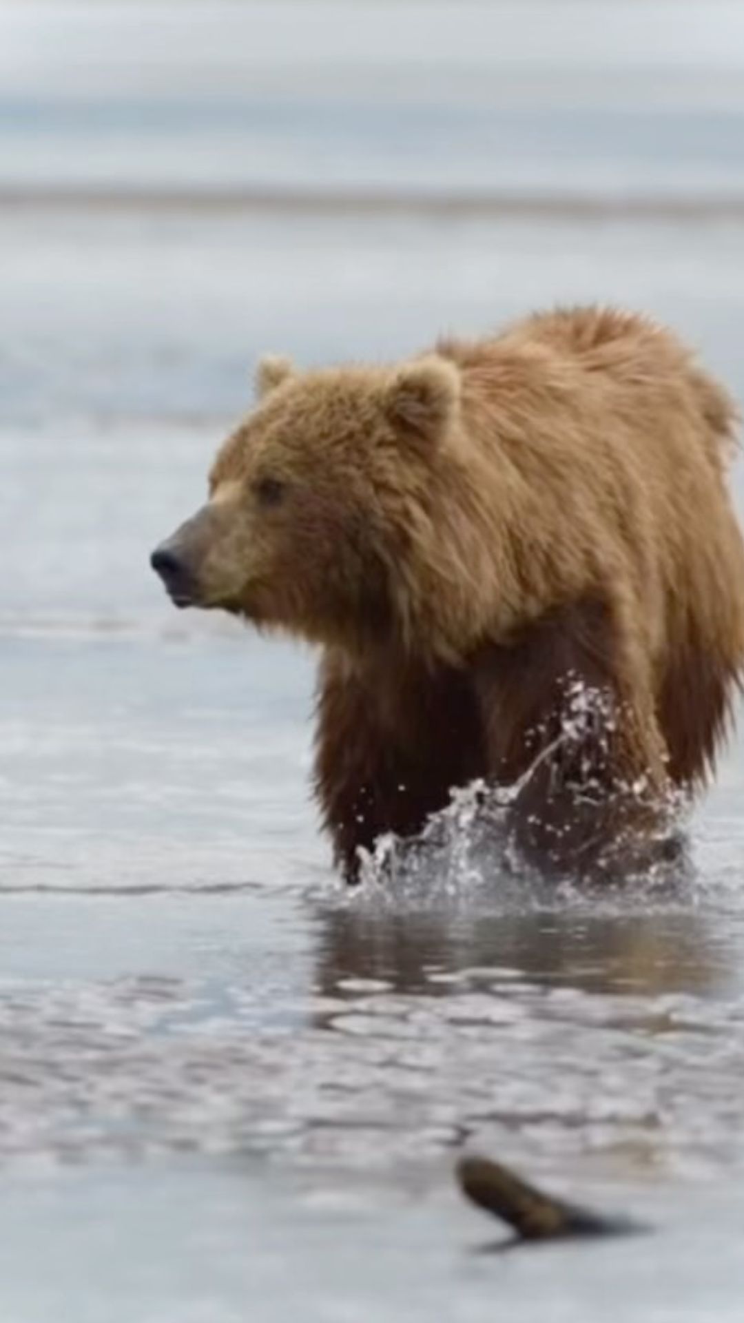 Regal brown bear in the wild: Stunning wildlife footage
