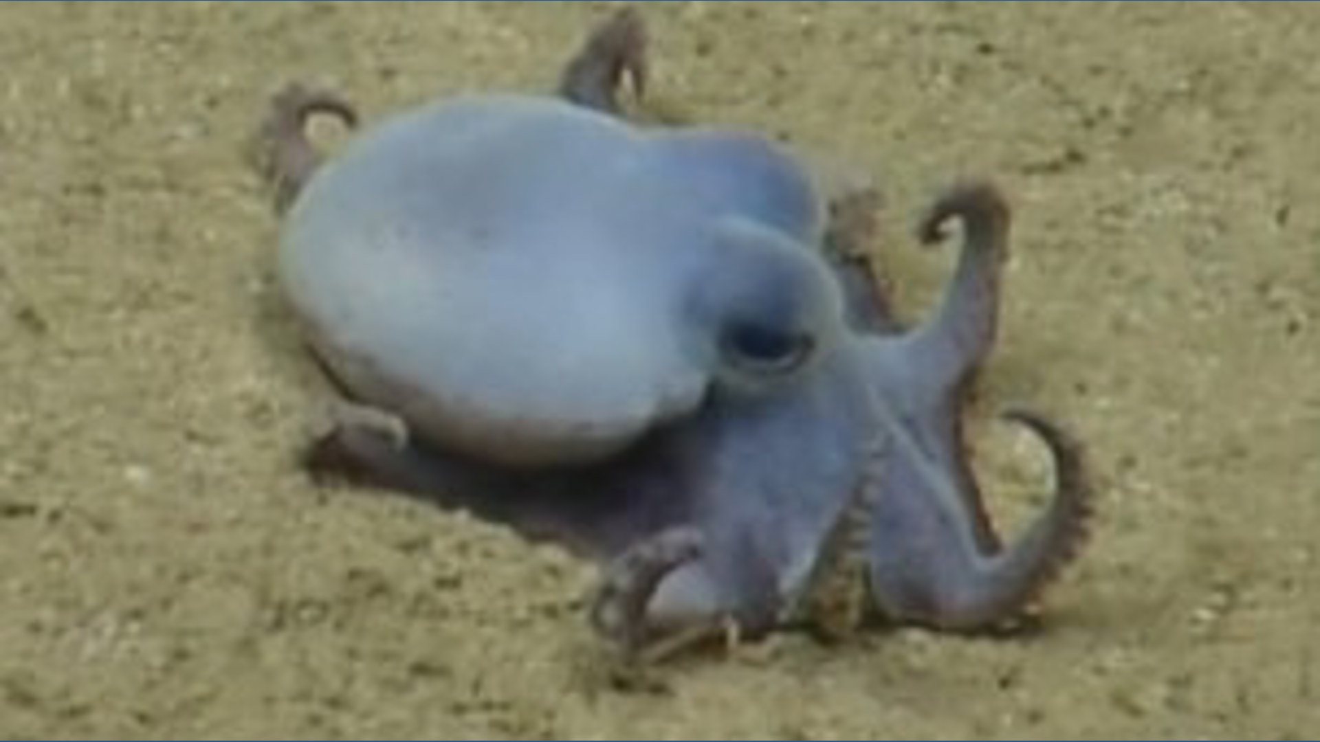 Scientists discover adorable tiny blue octopus near Galapagos Islands