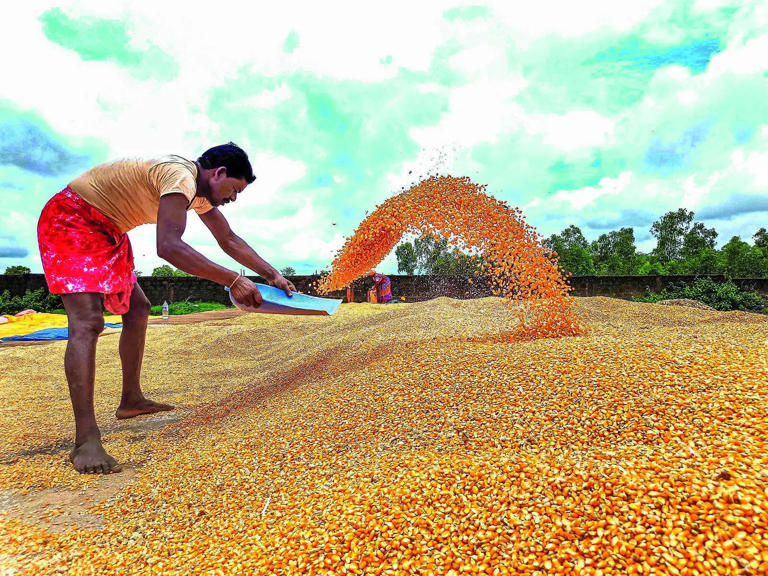 T credits ₹1,170 cr to maize farmers amid record procurement