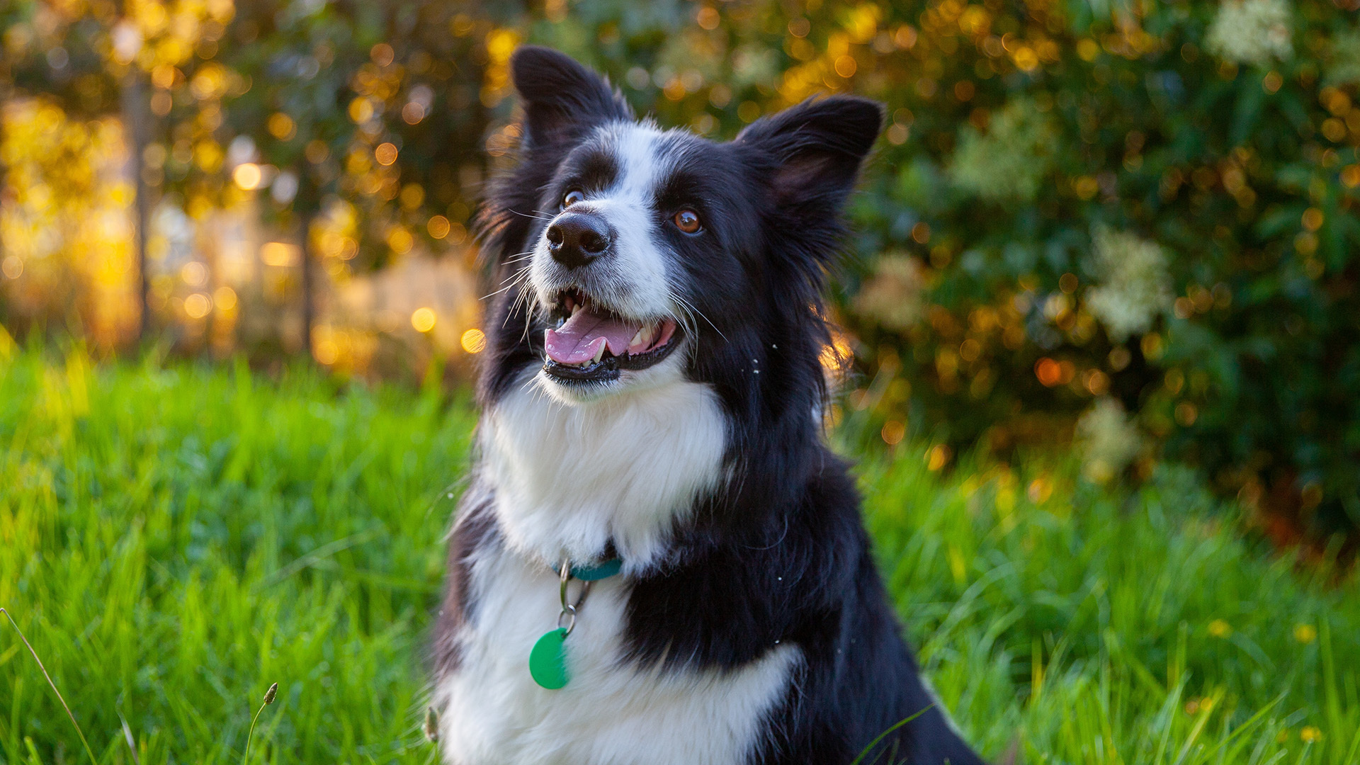 Photo inspiration: Visual Reference: Dog Breeds That Step Up When Danger Strikes