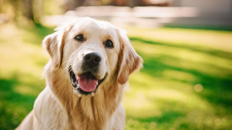 What colors do dogs see?