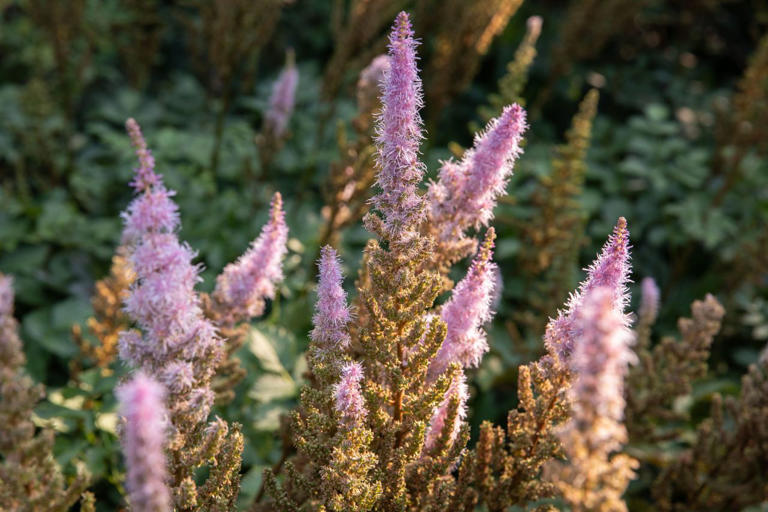 Garden experts say these 7 shade-loving perennials will bring bright ...